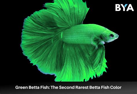 green betta fish|Green Betta Fish: A Rare Shade Of The Basic Breed .